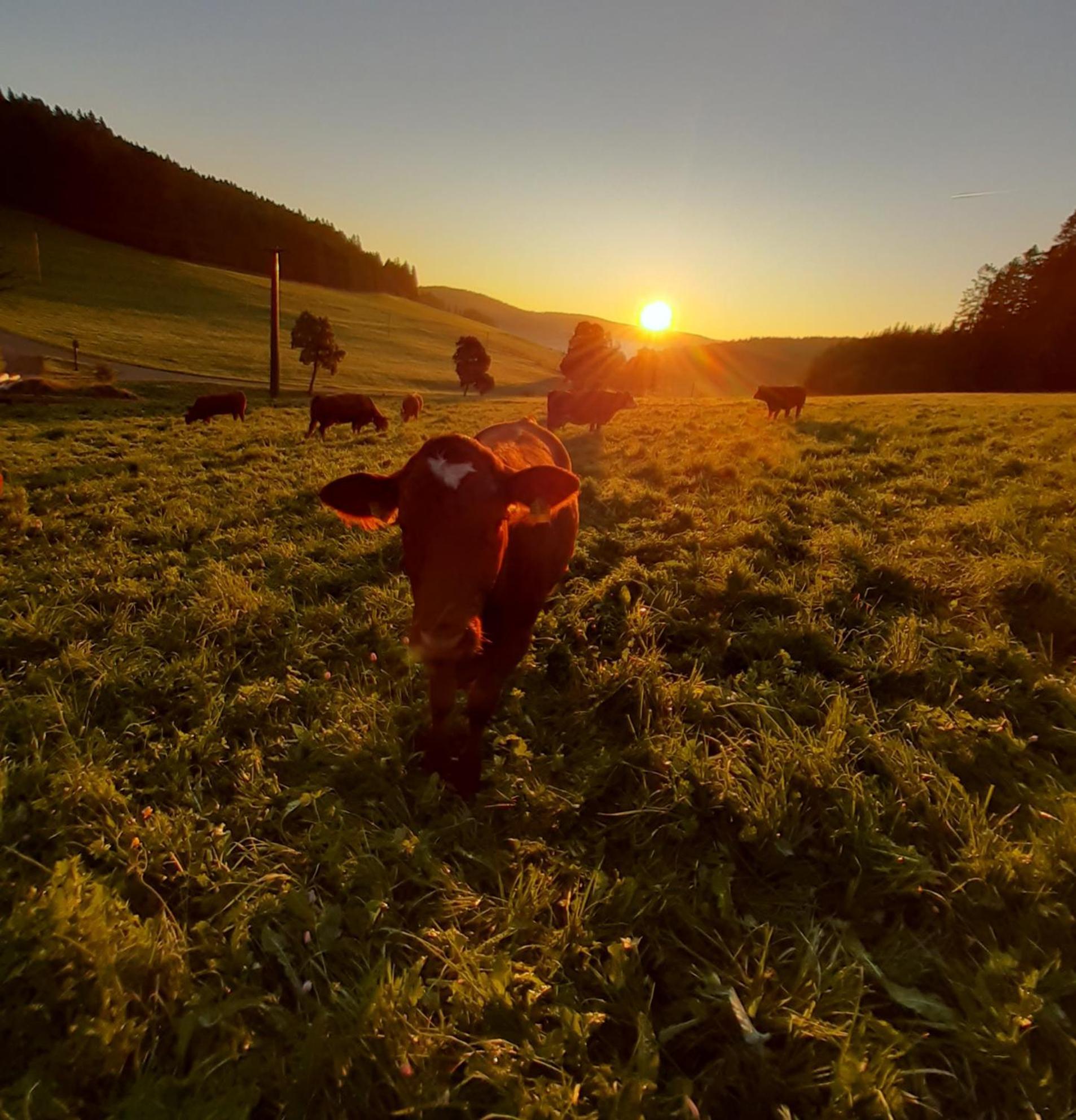 Appartamento Oberengenbachhof Eisenbach  Esterno foto